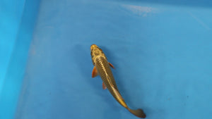 🌟 Harvest of Excellence: Maruhiro Growout 2025 🌟 - Mukashi Ogon