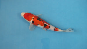 Boxing Day Sale - Sanke