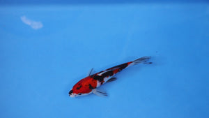 Elite Koi Winter Grow-Out: 35 Showa & 15 Sanke from Maruhiro - Sanke