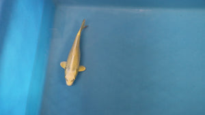 Yamabuki Ogon Koi 20cm Tosai – Ogata (EK7107) | Japanese Koi UK