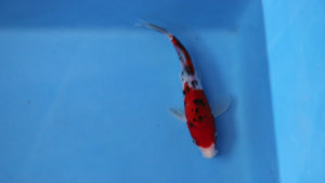 Elite Koi Winter Grow-Out: 35 Showa & 15 Sanke from Maruhiro - Sanke