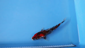 Elite Koi Winter Grow-Out: 35 Showa & 15 Sanke from Maruhiro - Showa