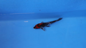 Elite Koi Winter Grow-Out: 35 Showa & 15 Sanke from Maruhiro - Showa