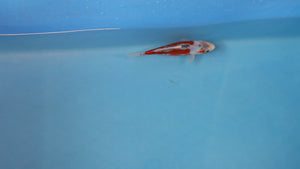Shusui Koi 20cm Nisai – Maruhiro (EK7008) | Japanese Koi for Sale UK