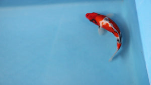 Showa Koi 24cm Tosai – Ogata (EK7108) | Japanese Koi UK