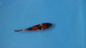 Elite Koi Winter Grow-Out: 35 Showa & 15 Sanke from Maruhiro - Showa