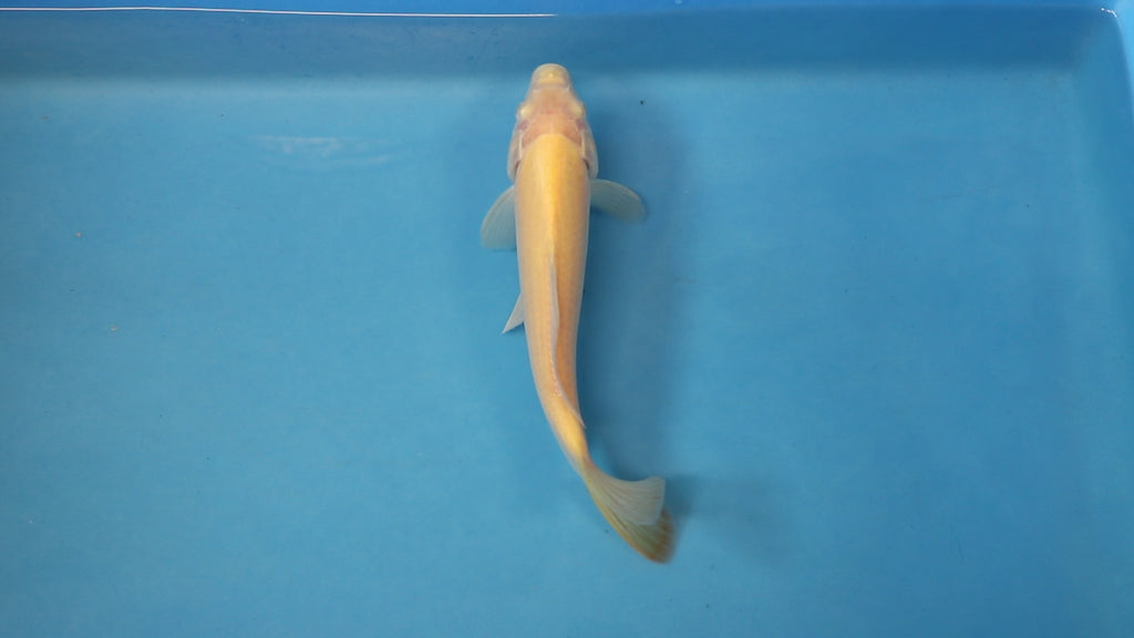 Karashigoi- Nisai - EK5404 - Koi Carp For Sale — Elite Koi Karashigoi- Nisai - EK5404 - Koi Carp For Sale — Elite Koi