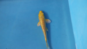 Ginrin Yamabuki Ogon Koi 20cm Nisai – Maruhiro (EK7056)