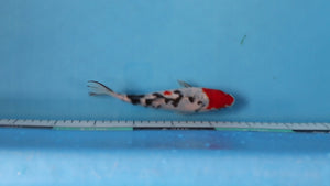 Sanke Koi 21cm Nisai – Oofuchi (EK7025) | Japanese Koi for Sale UK