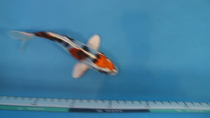 Yamato Nishiki Koi 17cm Nisai – Kase (EK6976)
