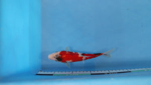 Elite Koi Winter Grow-Out: 35 Showa & 15 Sanke from Maruhiro - Sanke