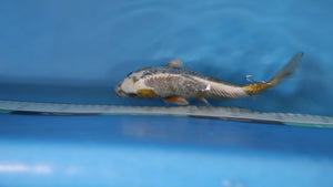 Kawarigoi Koi 24cm Nisai – Maruhiro (EK7006) | Japanese Koi for Sale UK
