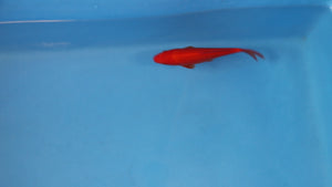 Benigoi Koi 21cm Tosai – Ogata (EK7072)