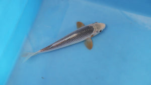 Asagi Koi 25cm Nisai – Yagenji (EK7084) | Japanese Koi UK