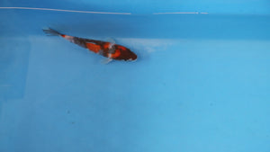 Showa Koi 19cm Nisai – Maruhiro (EK7081) | Japanese Koi UK