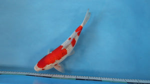 Goshiki Koi 36cm Nisai – Ikarashi Ozumi (EK7048) | Japanese Koi UK