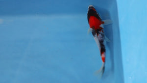 🌟 Harvest of Excellence: Maruhiro Growout 2025 🌟  - Showa