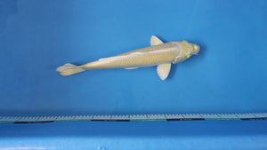 Yamabuki Ogon Koi 41cm Nisai – Yamasan (EK7124) | Japanese Koi UK