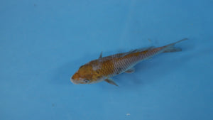 🌟 Harvest of Excellence: Maruhiro Growout 2025 🌟  - Ochiba