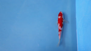 Kohaku