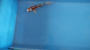 Beni Ginga Koi 23cm Nisai – Oofuchi (EK7086) | Japanese Koi UK