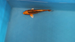 Kin Matsuba Koi 19cm Nisai – Maruhiro (EK7101) | Japanese Koi UK