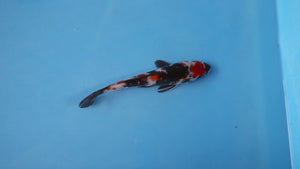 Elite Koi Winter Grow-Out: 35 Showa & 15 Sanke from Maruhiro - Showa