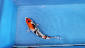 Boxing Day Sale - Ginrin Showa