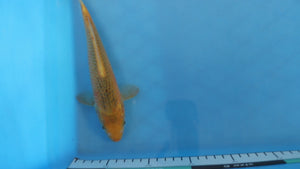 Ki Matsuba / Asagi Koi 23cm Tosai – Hosokai (EK6983)