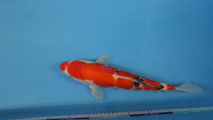 🌟 Harvest of Excellence: Maruhiro Growout 2025 🌟  - Sanke