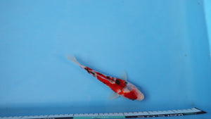 Elite Koi Winter Grow-Out: 35 Showa & 15 Sanke from Maruhiro - Sanke