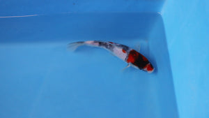 Elite Koi Winter Grow-Out: 35 Showa & 15 Sanke from Maruhiro - Showa