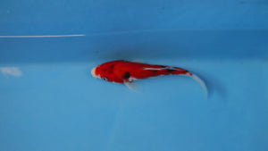 Elite Koi Winter Grow-Out: 35 Showa & 15 Sanke from Maruhiro - Sanke