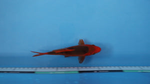 🌟 Harvest of Excellence: Maruhiro Growout 2025 🌟  - Aka Matsuba