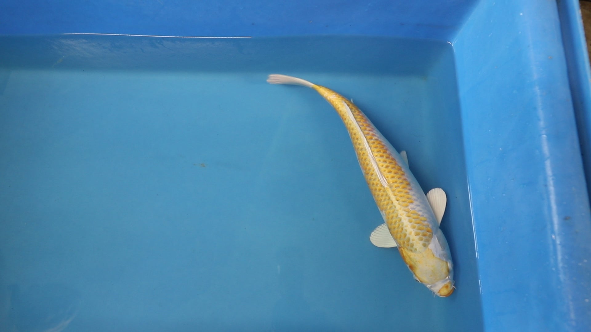 Lemon Hariwake - Tanaka - Yonsai - EK6929 - Koi Carp For Sale