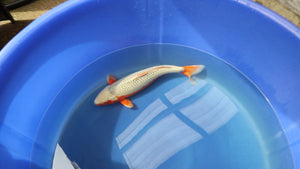 Asagi Koi 64cm Sansai – Hosokai (EK7094) | Japanese Koi UK
