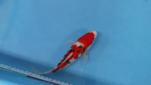 🌟 Harvest of Excellence: Maruhiro Growout 2025 🌟  - Sanke