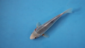 Asagi Koi 25cm Nisai – Hosokai (EK7082) | Japanese Koi UK