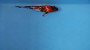 Showa Koi 24cm Nisai – Maruhiro (EK7095) | Japanese Koi UK