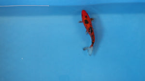 Aka Bekko Koi 20cm Tosai – Hosokai (EK6982)