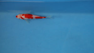Kohaku Koi 19cm Nisai – Oofuchi (EK7086) | Japanese Koi UK