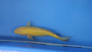 Doitsu Karashigoi Koi 33cm Nisai – Yamasan (EK7014) | Japanese Koi for Sale UK