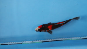 🌟 Harvest of Excellence: Maruhiro Growout 2025 🌟  - Showa