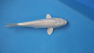 Red Eyed Ginrin Purachina Koi 36cm Nisai – Yamasan (EK6992)