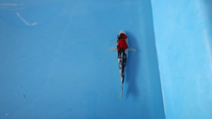 Elite Koi Winter Grow-Out: 35 Showa & 15 Sanke from Maruhiro - Showa