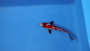 Elite Koi Winter Grow-Out: 35 Showa & 15 Sanke from Maruhiro - Showa