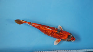 Doitsu Goshiki Aragoke Koi 35cm Nisai – Yamasan (EK7013) | Japanese Koi for Sale UK