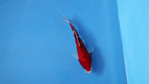 Elite Koi Winter Grow-Out: 35 Showa & 15 Sanke from Maruhiro - Sanke