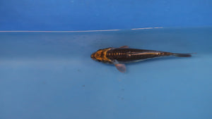 Kawarigoi Koi 17cm Nisai – Maruhiro (EK6428) | Japanese Koi UK