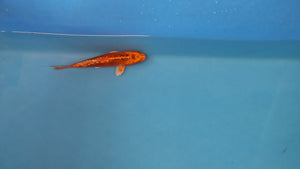 Kawarigoi Koi 21cm Nisai – Maruhiro (EK7007) | Japanese Koi for Sale UK